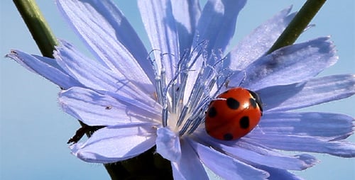 Ladybug Walking on a Purple Flower Petal