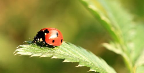 Ladybug Resting on a Green Leaf in Nature
