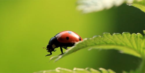 Ladybug Crawling on Leaf in Natural Habitat