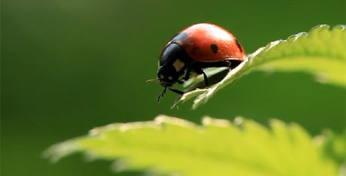 Ladybug on Green Leaf in Close Up View