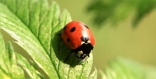 Ladybug Resting Quietly on Green Leaf