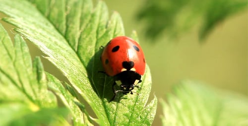 Red Ladybug Resting on a Green Leaf