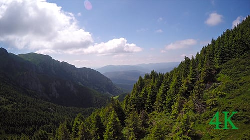Forest in the Mountains