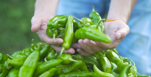 Hände halten Paprika