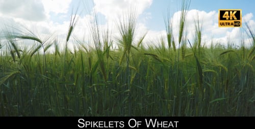Spikelets Of Wheat