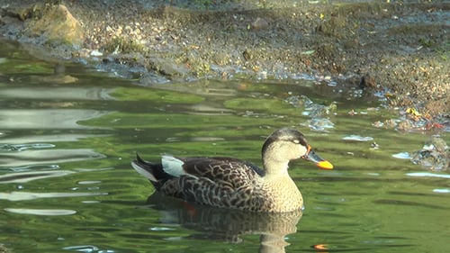 Entenente schwimmt in einem Teich