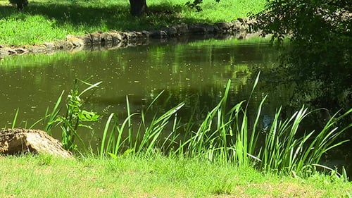 Beach Forest Pond Spring Sunny Day