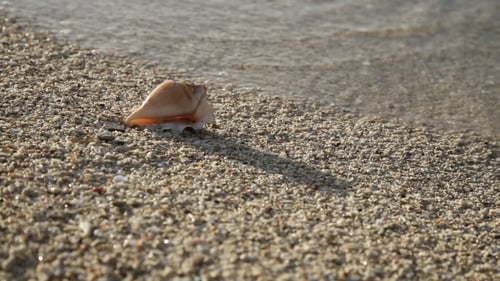 Coquillage sur la plage de sable
