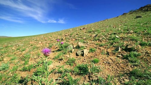 Snowdrop Wildflowers Growing in Steppe