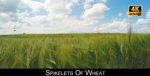 Spikelets Of Wheat 6