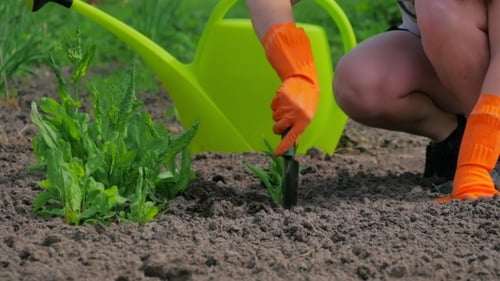 Girl is Engaged in Planting Flowers on the Lawn