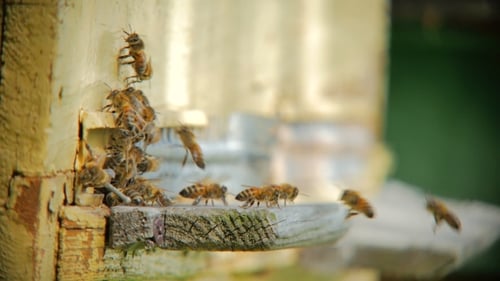 Bees Flying In and Out of Beehive Entrance