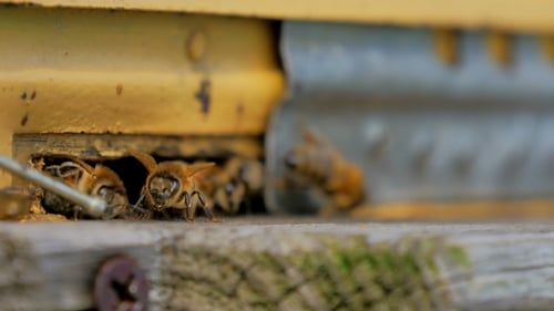 De una abeja