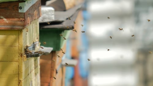 Honey Bees Flying Around a Beehive in Daylight