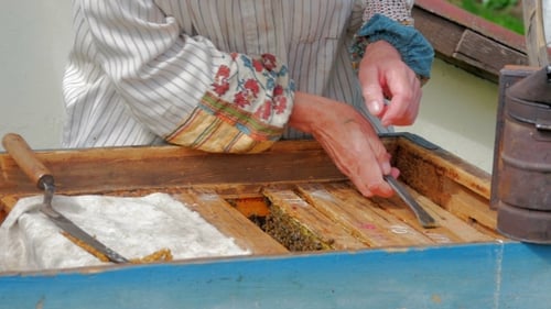 Beekeeper Gets Frame From The Hive