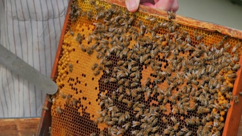 Beekeeper Inspecting Honeycomb with Bees in Close Up