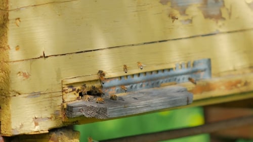 Honey Bees Flying Around Wooden Beehive