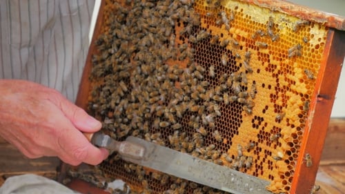 Beekeeper Opening Honeycombs With Bee Knife