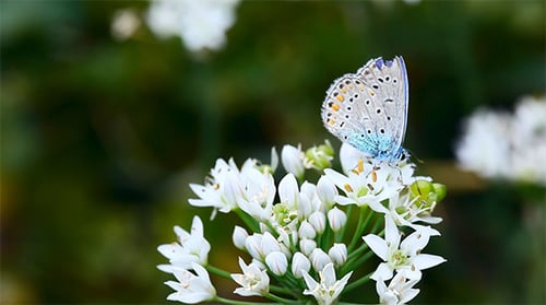 Blue Butterfly