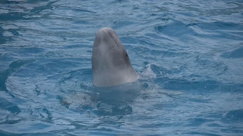 White Whale