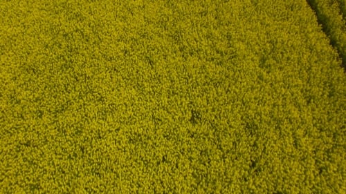 Yellow Oilseed Rape Field