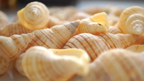 Macro Shot of Striped Seashells on a White Surface