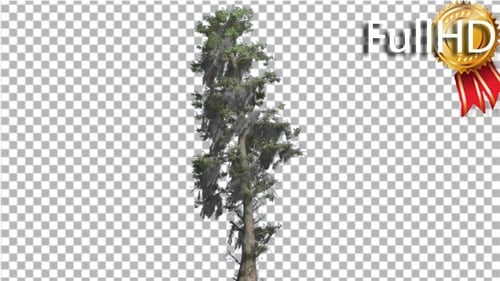 Bald Cypress Tall Tree is Swaying at the Wind