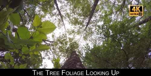 The Tree Foliage Looking Up 7
