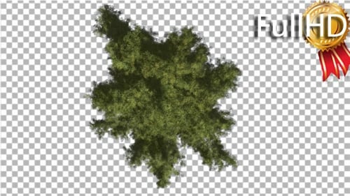 Alaska Cedar Crown Top Down Tree is Swaying Wind