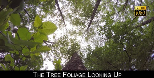 The Tree Foliage Looking Up 7