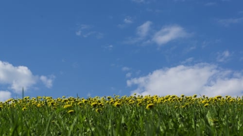 Gelber Löwenzahn im grünen Gras vor sonnigem Himmel