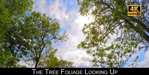The Tree Foliage Looking Up 9
