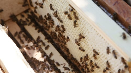 Beekeeping. Working Bees On The Honeycomb With Sweet Honey. Honey Is Bee Keeping Healthy Produce