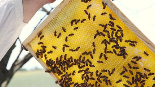Imkerei. Arbeitsbienen auf der Honigwabe mit süßem Honig. Honig ist Bienenzucht gesund