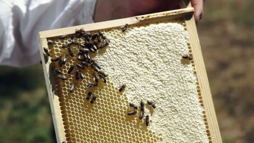 Beekeeping
