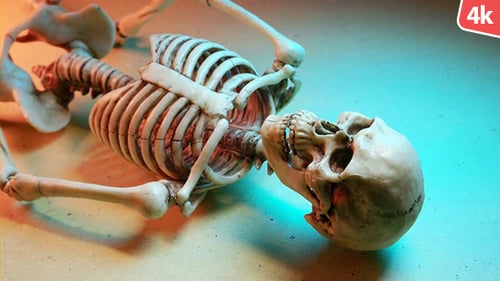 Toy Skeleton Laying on its Back