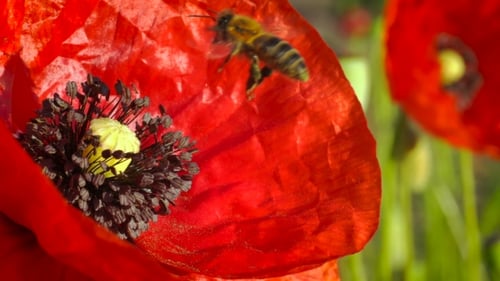 Bee