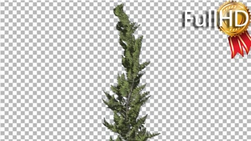 Hollywood Juniper Curved Coniferous Evergreen