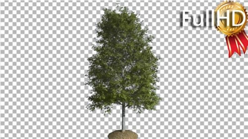 Shingle Oak Tree is Swaying at the Wind Green