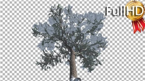 Animated Winter Tree with Snow for Compositing