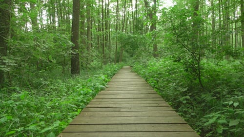 Path & Forest