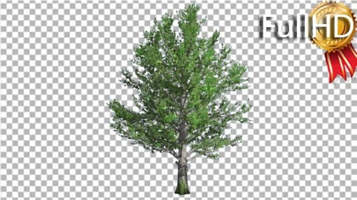 Sugar Maple Tree is Swaying at the Wind Green