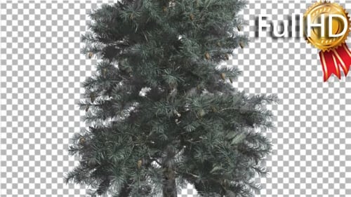 Realistic Pine Tree with Falling Snow and Gentle Wind