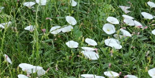 Weiße Wildblumen