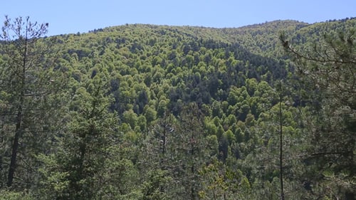 Green Forest Covers Mountainside on Clear Day