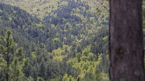 Forest 2