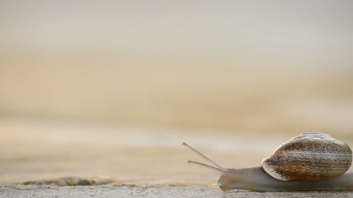 Langsam gleitet Schnecke auf dem Asphalt