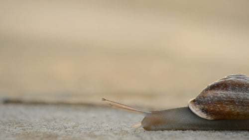 Schnecke auf dem Asphalt bei Sonnenuntergang