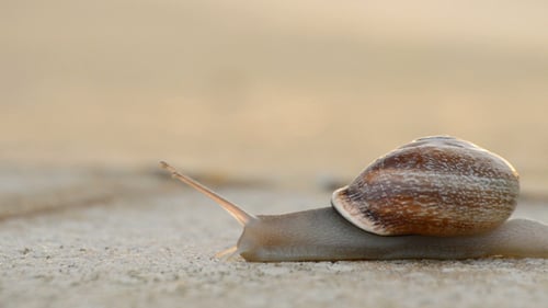 Snail Gastropod at Sunset