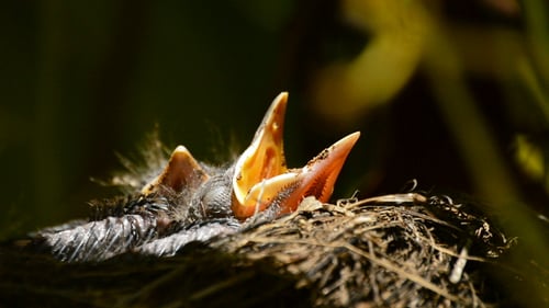Baby Birds Waiting With Open Mouths in Nest